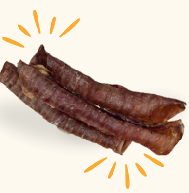 traquea de res