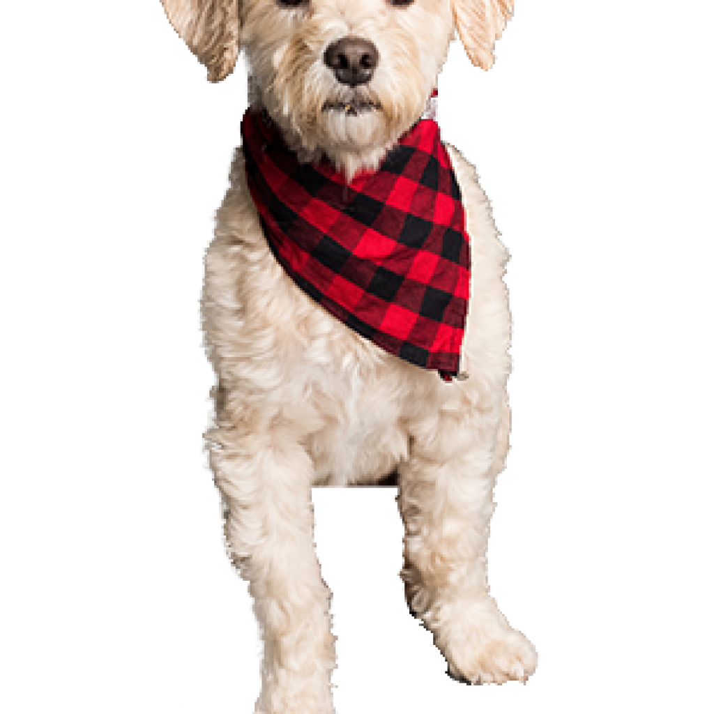 doggy.png