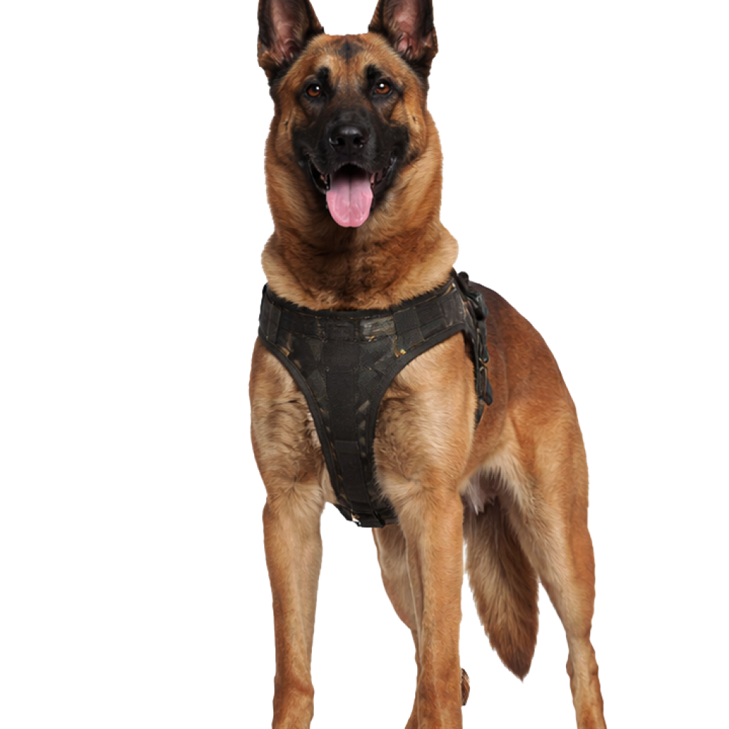perro4.png